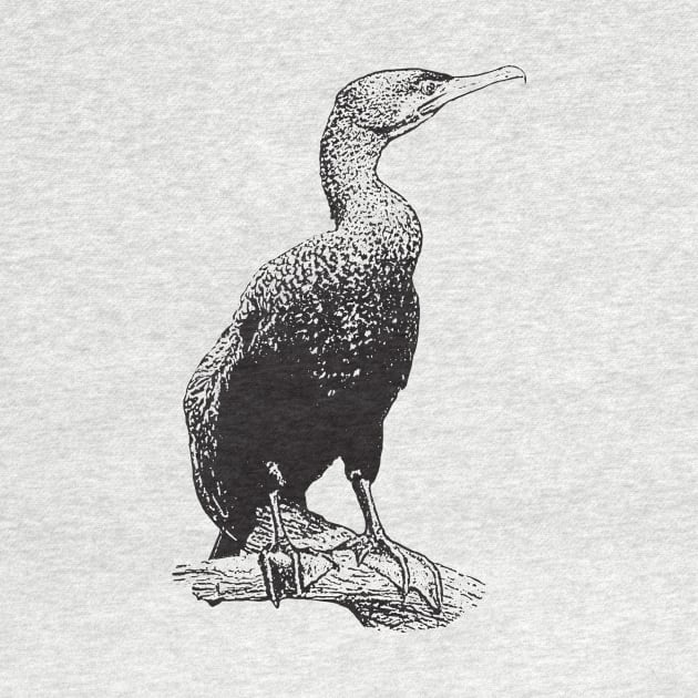 Cormorant by Guardi